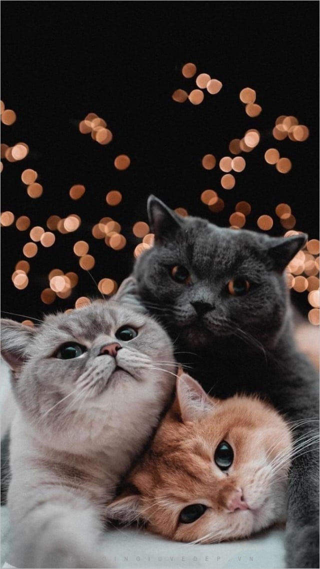 Ba chú mèo con luôn bên bạn khi bật điện thoại