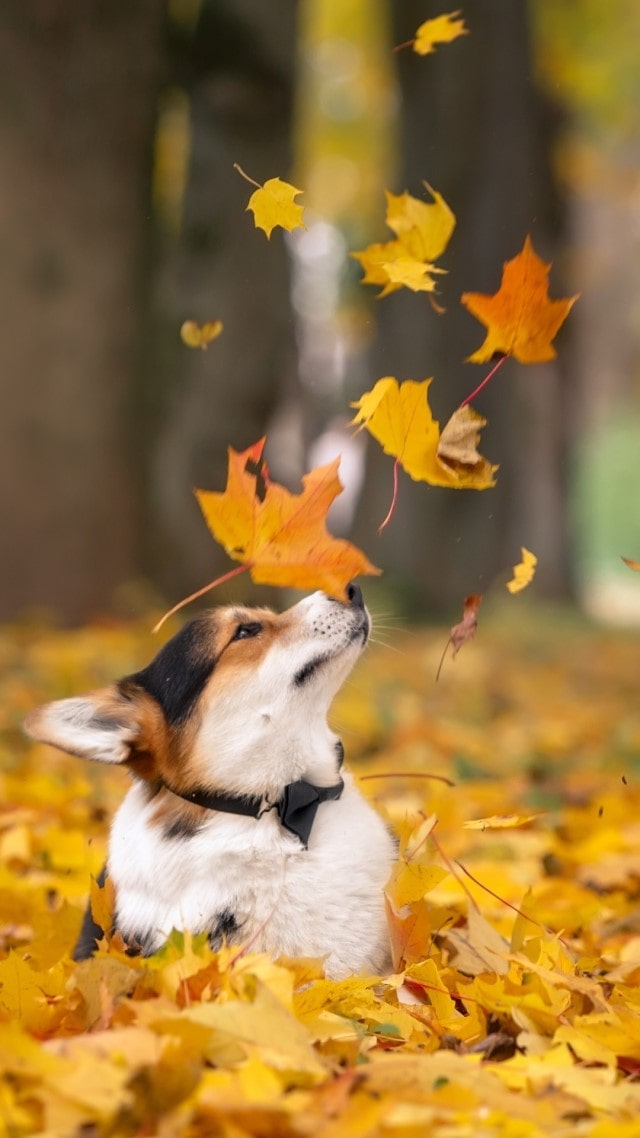 Hình chó con chơi đùa với lá mùa thu