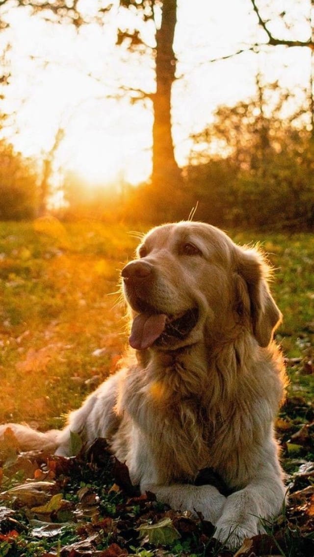 Hình nền iphone với hình ảnh chú chó cùng nắng chiều